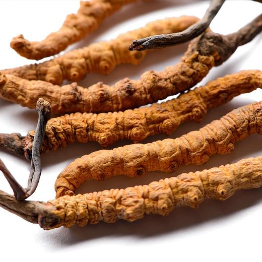 灵味小仙虫草礼盒1180型【LXKGZQ8.0】 商品图1