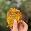 攀枝花·🐝野生冬蜂蜜🍯 商品缩略图2