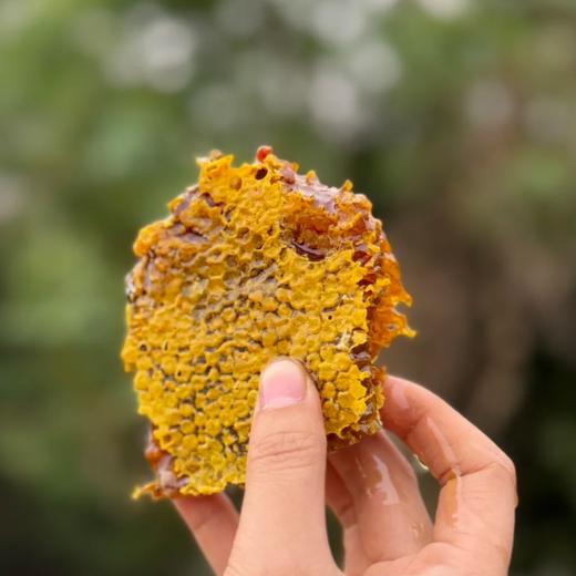 攀枝花·🐝野生冬蜂蜜🍯 商品图2