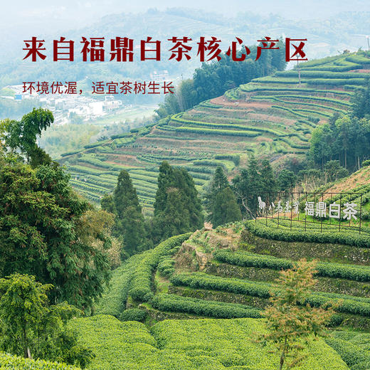 八马茶业｜紫金白兰·福鼎白茶·3年寿眉240g 商品图1