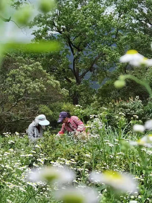 高山有机乌龙茶 虫做一半人做一半 美人茶（自用/瓷罐礼盒） 商品图2