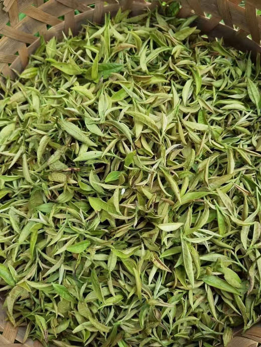 高山有机乌龙茶 虫做一半人做一半 美人茶（自用/瓷罐礼盒） 商品图3