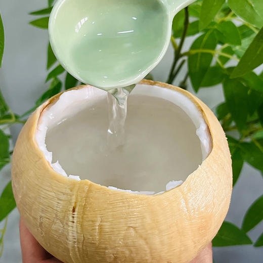 【泰国椰皇】 原产自泰国--奶香椰皇，即可喝汁水又能吃果肉，汁水清新甘甜，椰肉白润鲜嫩 商品图2