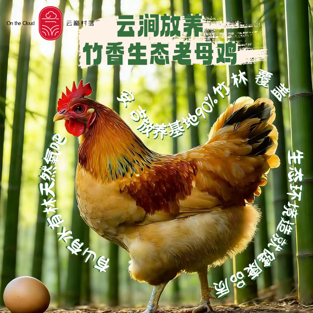 云巅村落-云涧放养竹香生态老母鸡（活鲜）