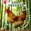 云巅村落-云涧放养竹香生态老母鸡（活鲜） 商品缩略图0
