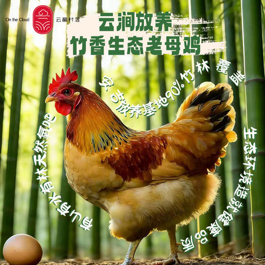 云巅村落-云涧放养竹香生态老母鸡（活鲜） 商品图0