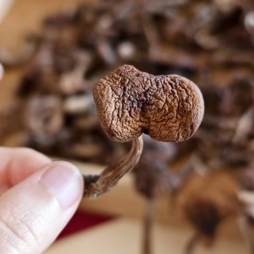 【东北野生榛蘑】东北特色野生菌 小鸡炖榛蘑  绝绝子 榛蘑自带山林滤镜蘑菇菌菇 商品图1