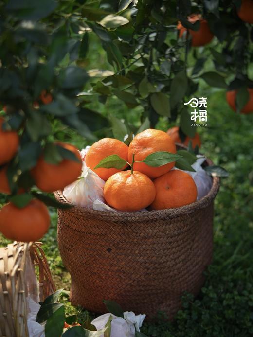 大橘甘平  8-12枚约5.5-6斤礼盒装 商品图6