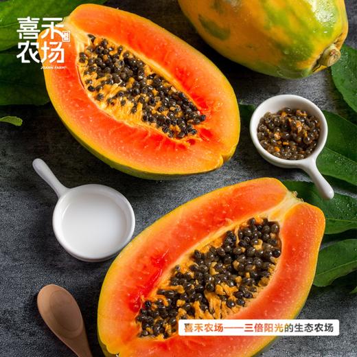 喜禾农场红心木瓜 5斤装2-3个 商品图2