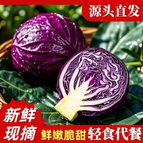 【产地直发❗山东紫甘蓝】农家自种现摘现发，露天种植蔬菜，肉质脆嫩营养美味，包邮当季蔬菜紫甘蓝L