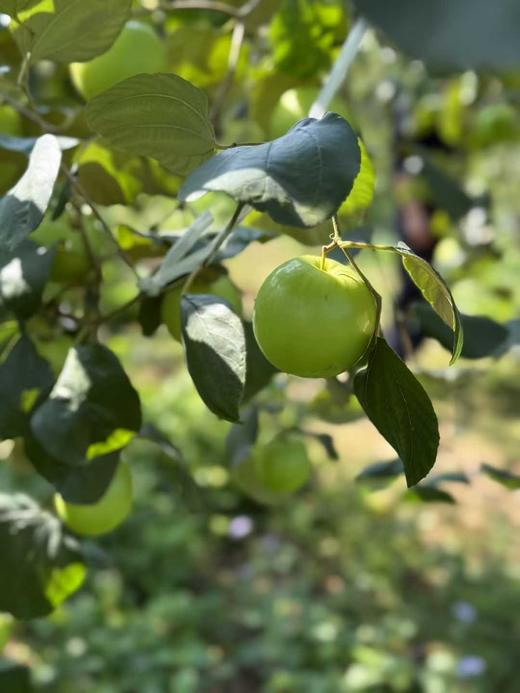 清甜苹果枣  3.8斤礼盒装 商品图5