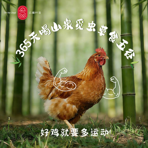 云巅村落-云涧放养竹香生态老母鸡（活鲜） 商品图2