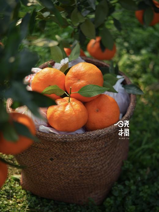 大橘甘平  8-12枚约5.5-6斤礼盒装 商品图2