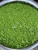 合作| （半熟）豌豆粒 250g  产地：云南楚雄 商品缩略图2