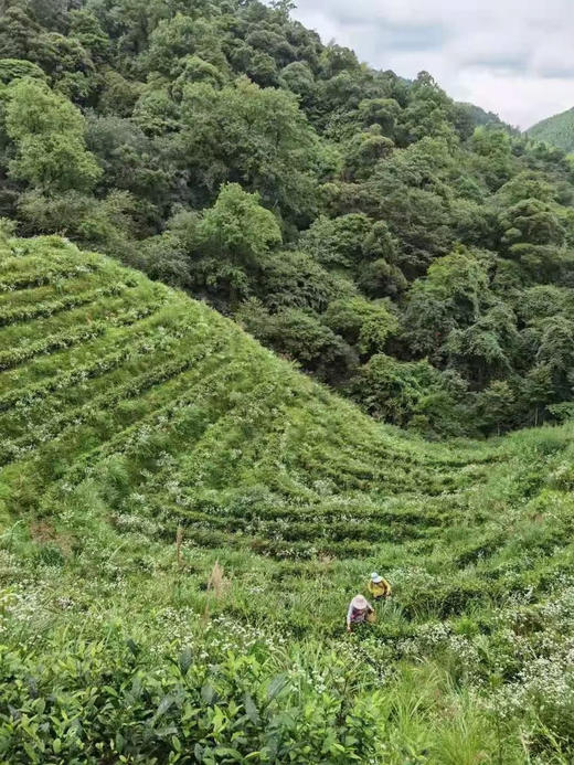 高山有机乌龙茶 虫做一半人做一半 美人茶（自用/瓷罐礼盒） 商品图1