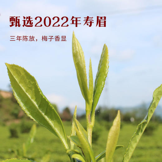 八马茶业｜紫金白兰·福鼎白茶·3年寿眉240g 商品图3