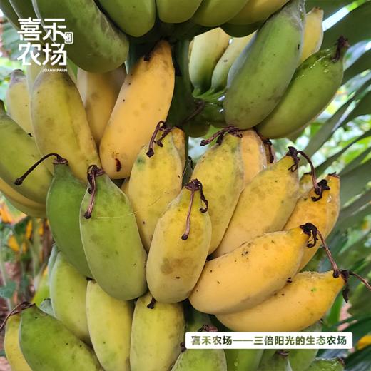 喜禾农场海南芭蕉 5斤装（16-19个） 商品图2
