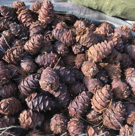 年后发货【无需手剥】【 精品松子仁 松仁 松子】三年一熟 三斤带壳松子只能剥出一斤松仁 质地酥嫩 口感清雅鲜香   松香浓郁 健康又美味 商品图3