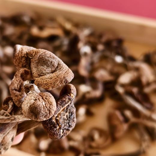 【东北野生榛蘑】东北特色野生菌 小鸡炖榛蘑  绝绝子 榛蘑自带山林滤镜蘑菇菌菇 商品图3