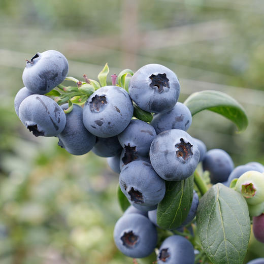 博士溯源丨云南花香蓝莓 【空运新鲜直达】 商品图5