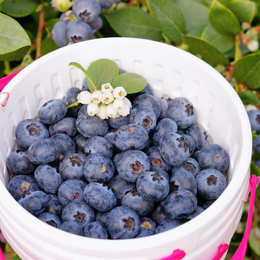 博士溯源丨云南花香蓝莓 【空运新鲜直达】 商品图6