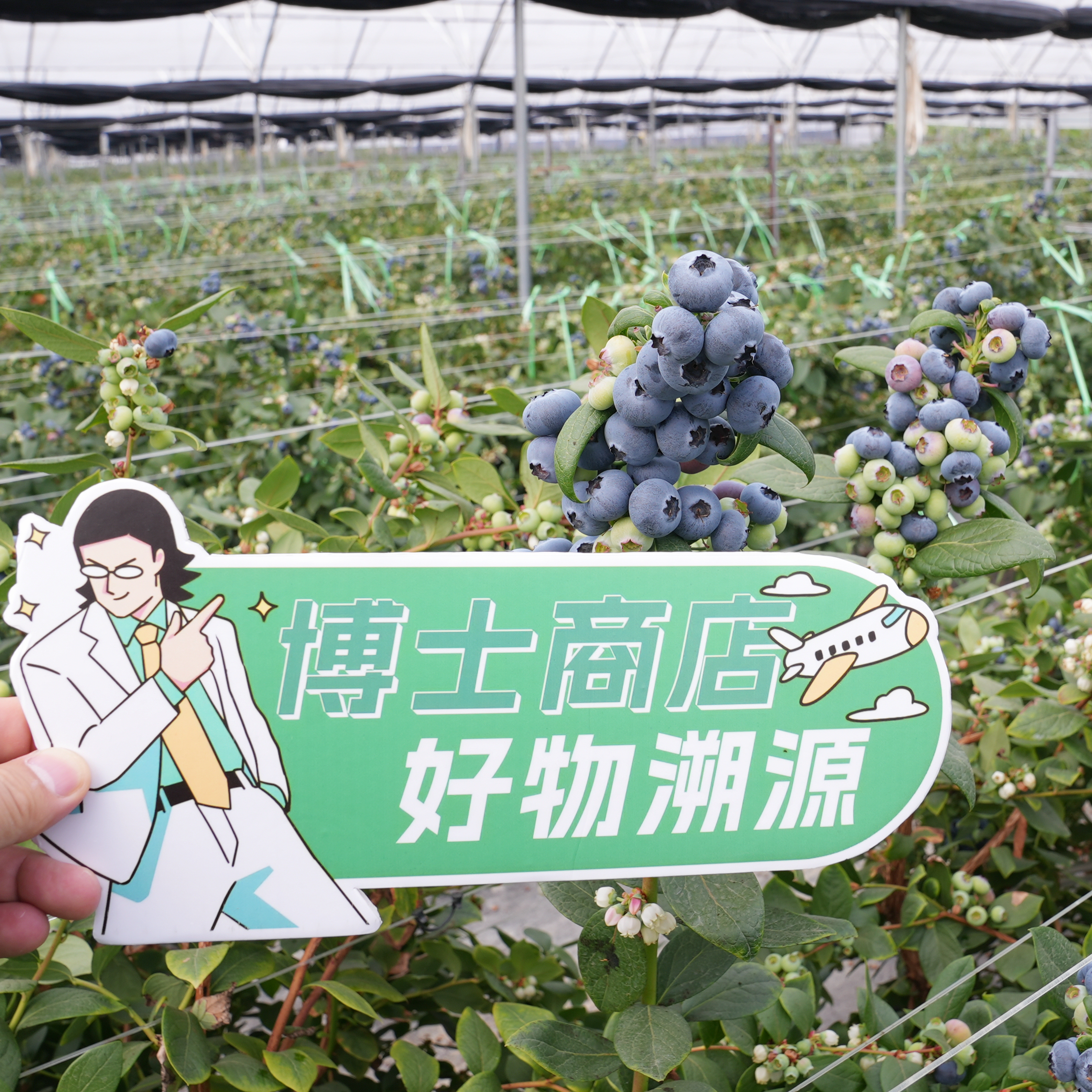 博士溯源丨云南花香蓝莓 【空运新鲜直达】