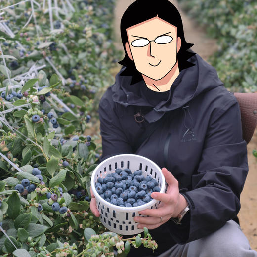 博士溯源丨云南花香蓝莓 【空运新鲜直达】 商品图3