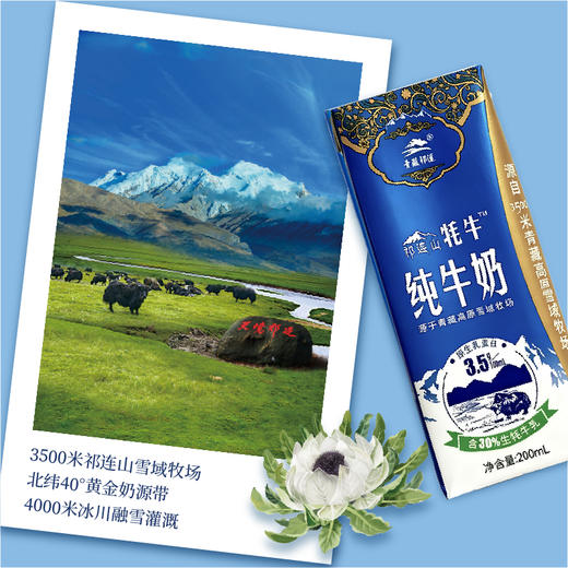 青藏祁莲祁连山牧场 牦牛奶≥30% 200ml*12支 新年送礼礼盒 商品图2