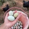 [最农公社]顺丰京东|安徽九华山土鸡蛋60枚/绿壳蛋50枚（双拼值得推荐） 商品缩略图7