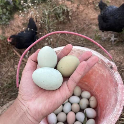 [最农公社]顺丰京东|安徽九华山土鸡蛋60枚/绿壳蛋50枚（双拼值得推荐） 商品图7