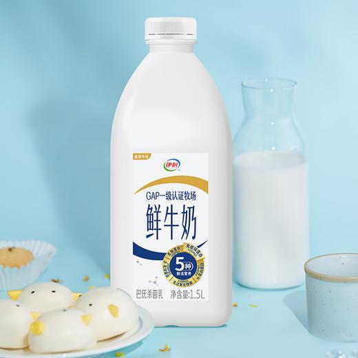 伊利1.5L巴氏杀菌鲜牛奶 商品图4