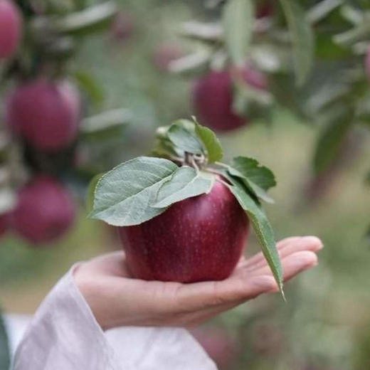（直降10元）护山花牛苹果·坚持品质第11年·捍卫每一颗树熟的健康果‼️树上完熟/不拉长0农残 商品图2