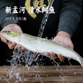 新孟河 清水鲥鱼 | 现捕现杀 鱼中珍品 时令鲜活 鲜嫩肥美 冰鲜发货