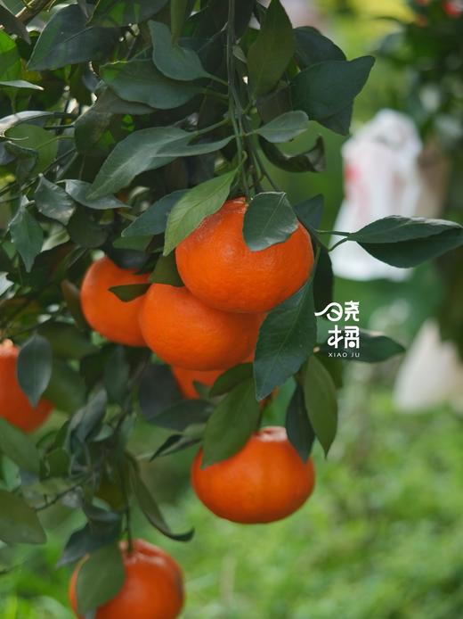 大橘甘平  8-12枚约5.5-6斤礼盒装 商品图4