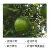 【立减30+送半斤】归心有机春见耙耙柑 | 8斤/箱 (12-25枚) 矿能农法 当季新鲜采摘 泰禾花田有机农场 顺丰陆运 四川蒲江产地直发 商品缩略图4