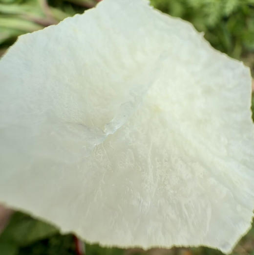 红皮水萝卜 商品图2