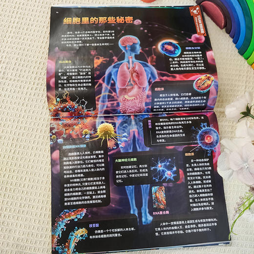 《科学家》少年版杂志订阅，2025年半年6期 商品图5