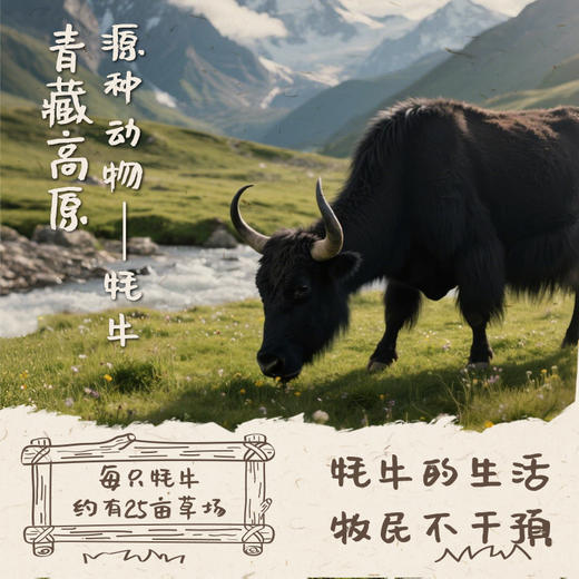 天境雪域祁连山牧场 牦牛奶含量30%  200ml*10支 商品图3