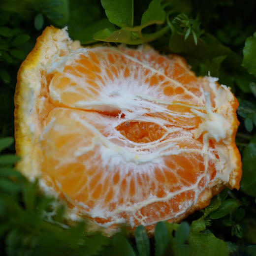 【立减30+送半斤】归心有机春见耙耙柑 | 8斤/箱 (12-25枚) 矿能农法 当季新鲜采摘 泰禾花田有机农场 顺丰陆运 四川蒲江产地直发 商品图10