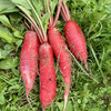 红皮水萝卜 商品缩略图0