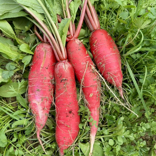 红皮水萝卜 商品图0