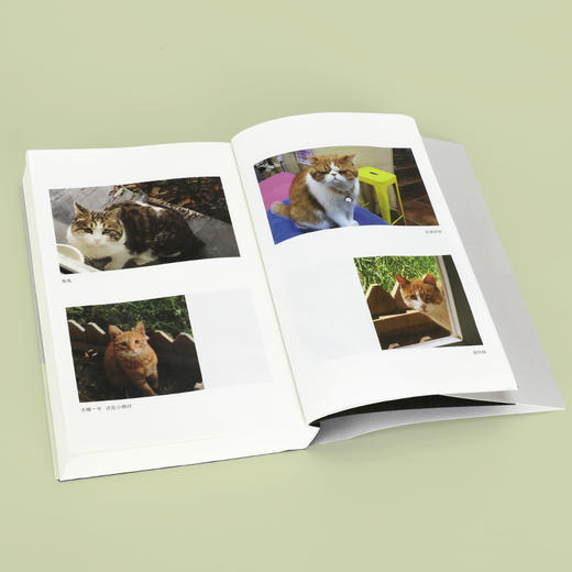 好猫八不 王朔 著 商品图8