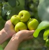 [云南"宝藏水果"苹果蜜枣]"一枣三味"又像苹果又像梨！又大又甜又脆又好看，纯甜，清香脆爽多汁，个大核小，有礼盒装【生鲜发出不支持退款拦截转寄】 商品缩略图3