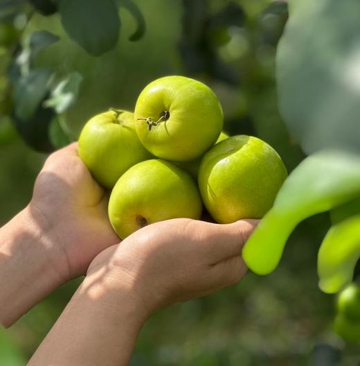 [云南"宝藏水果"苹果蜜枣]"一枣三味"又像苹果又像梨！又大又甜又脆又好看，纯甜，清香脆爽多汁，个大核小，有礼盒装【生鲜发出不支持退款拦截转寄】 商品图3