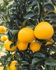 甜橘柚 商品缩略图1