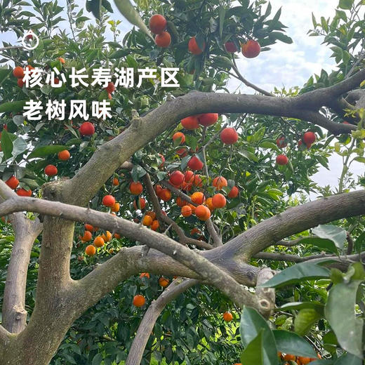 企鹅市集|重庆长寿湖血橙 
 饱满多汁 馥郁玫瑰香气 【限时任意规格加赠半斤】 商品图3