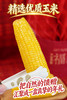 田里有草糯甜玉米 新年限定10根礼盒装 商品缩略图8
