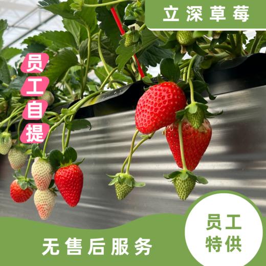 立深员工特供-自提 商品图0
