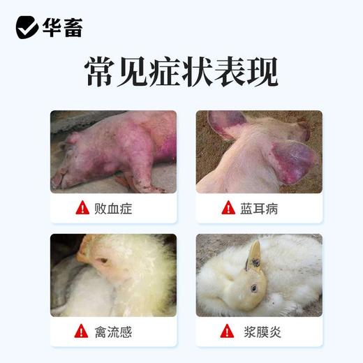 华畜兽药卡巴匹林钙兽用猪用退烧退热退烧镇痛药鸡鸭感冒禽用鸡药 商品图1