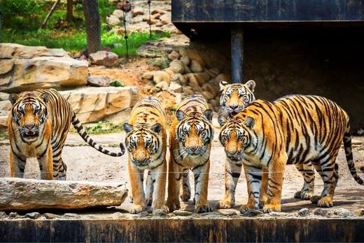 湖州太湖龙之梦欢乐世界大酒店×1晚套餐·含国际大马戏+动物世界/冰雪小镇 商品图10